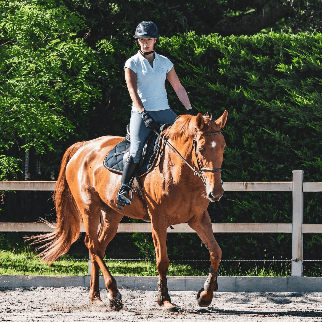 Pension travail equestre